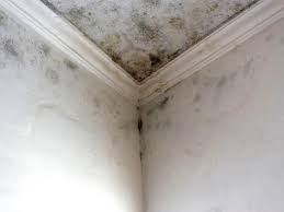 Best Black Mold Removal  in Merrionette Park, IL