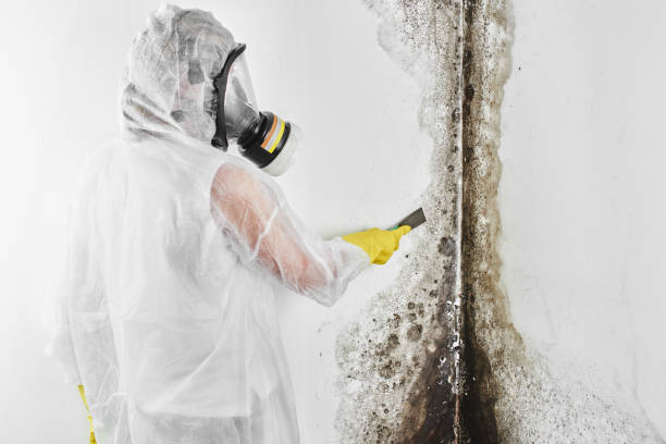 Mold Remediation for Rental Properties in Merrionette Park, IL