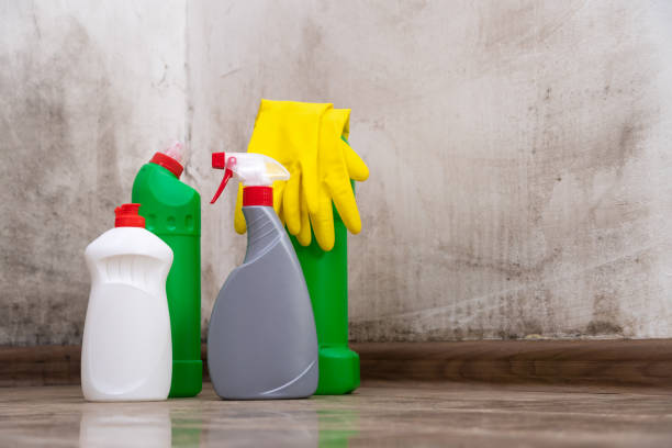 Why You Should Choose Our Mold Remediation Services in Merrionette Park, IL